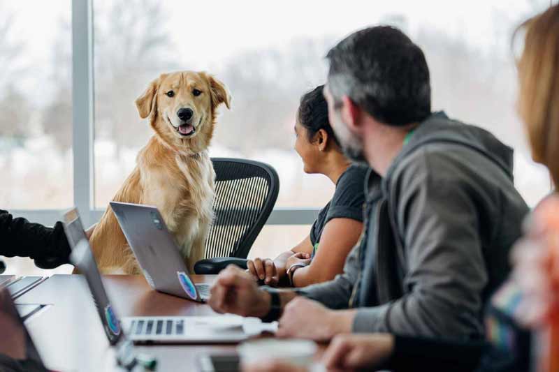 Pet-friendly office